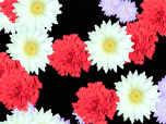 Blossoming Flowers Screensaver