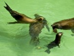 Sea Lion Family Screenshot