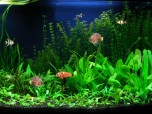 Free Aquarium Fish Screensaver Screenshot