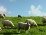 Grazing Sheep Screenshot