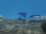 free 3D Manta Ray Aqua Screenshot