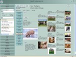 Swine Manager 007 Screenshot