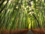 Beautiful Bamboo Forest Screensaver Screenshot