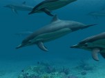 Dolphins 3D Screensaver